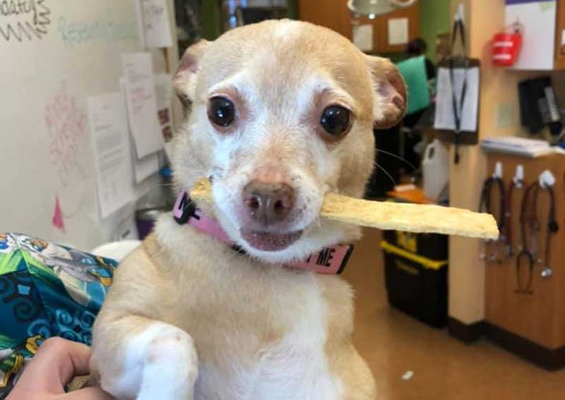 Carousel Slide 3: Dog veterinarians