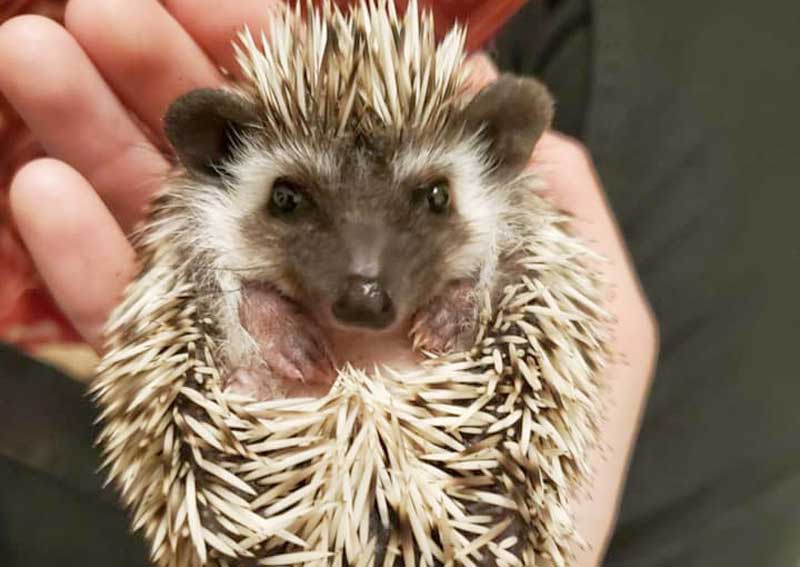 Carousel Slide 6: Pocket pet care