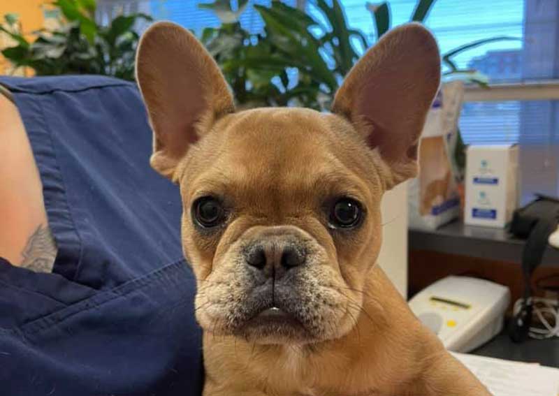 Carousel Slide 7: Puppy & Kitten Packages