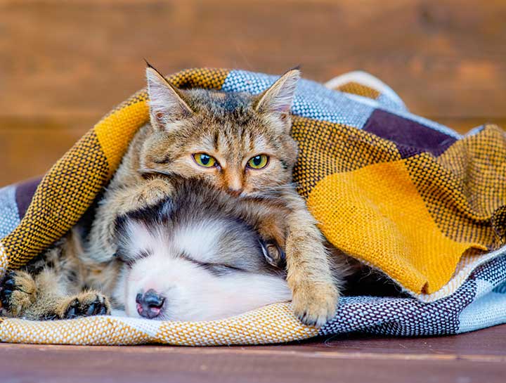 Puppy & Kitten Packages